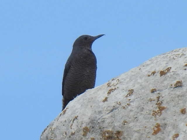 Blue Rock-Thrush - ML608292759