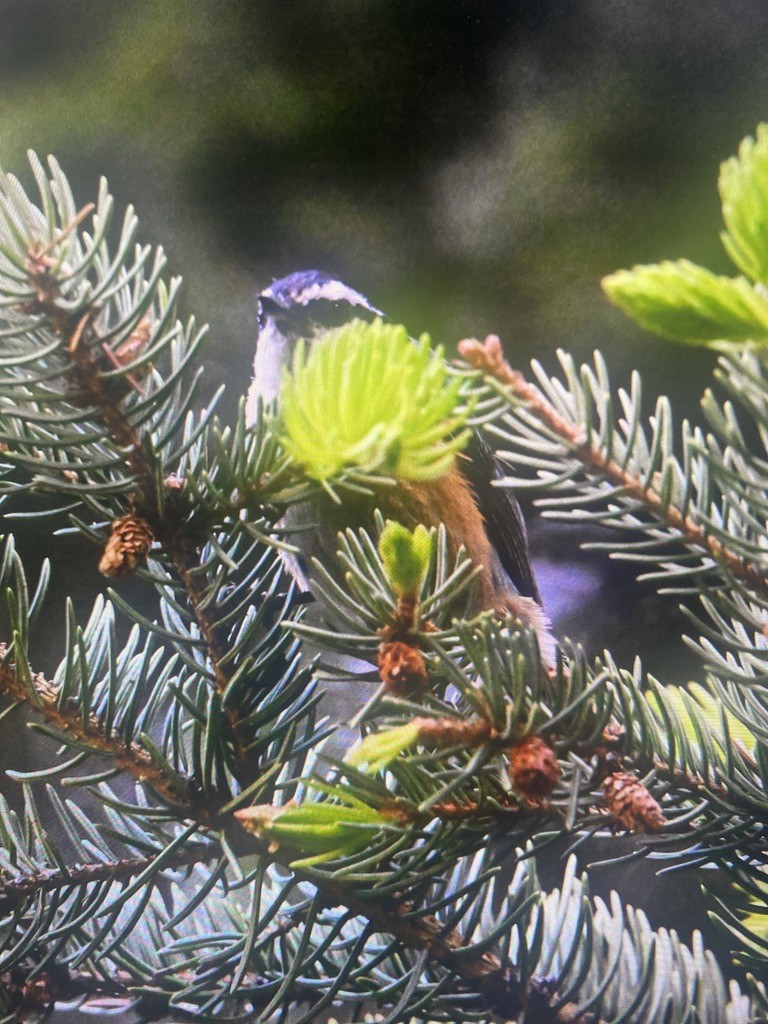 Red-breasted Nuthatch - ML608292803