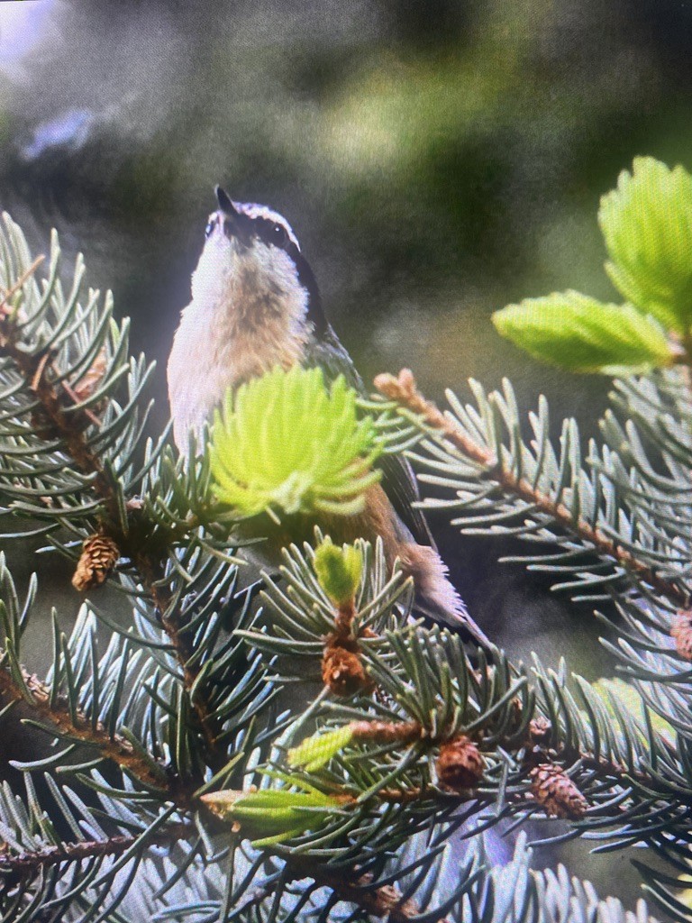 Red-breasted Nuthatch - ML608292804