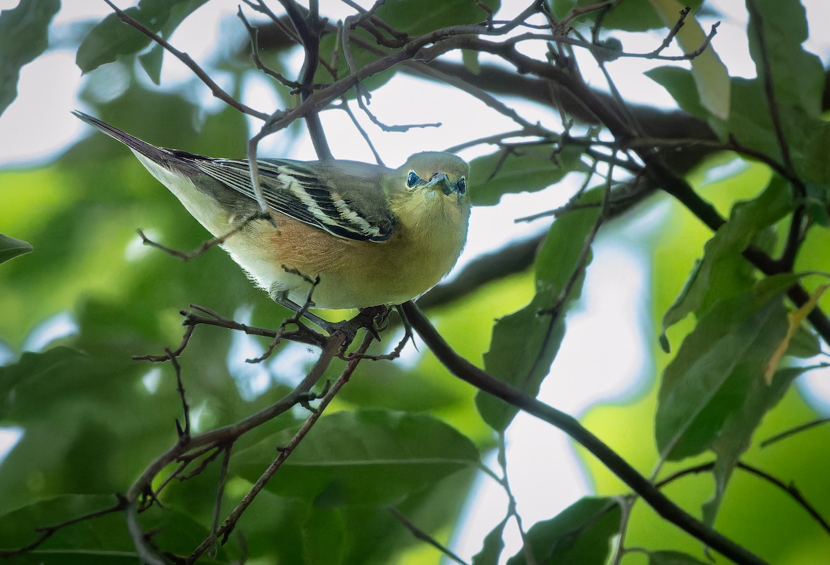 Bay-breasted Warbler - ML608292814