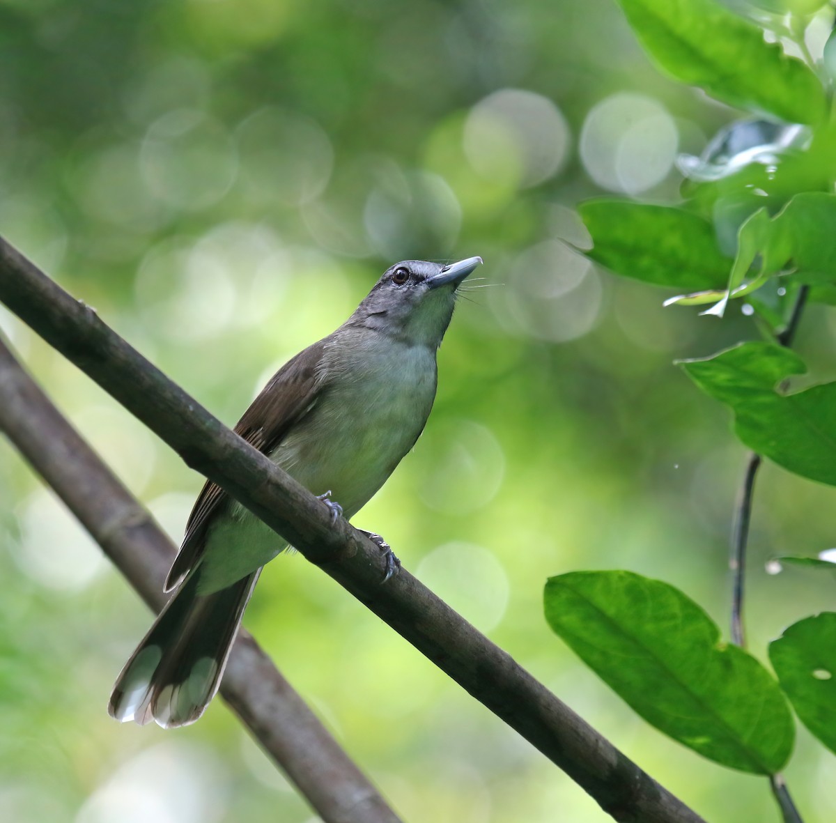 Hook-billed Bulbul - ML608292871