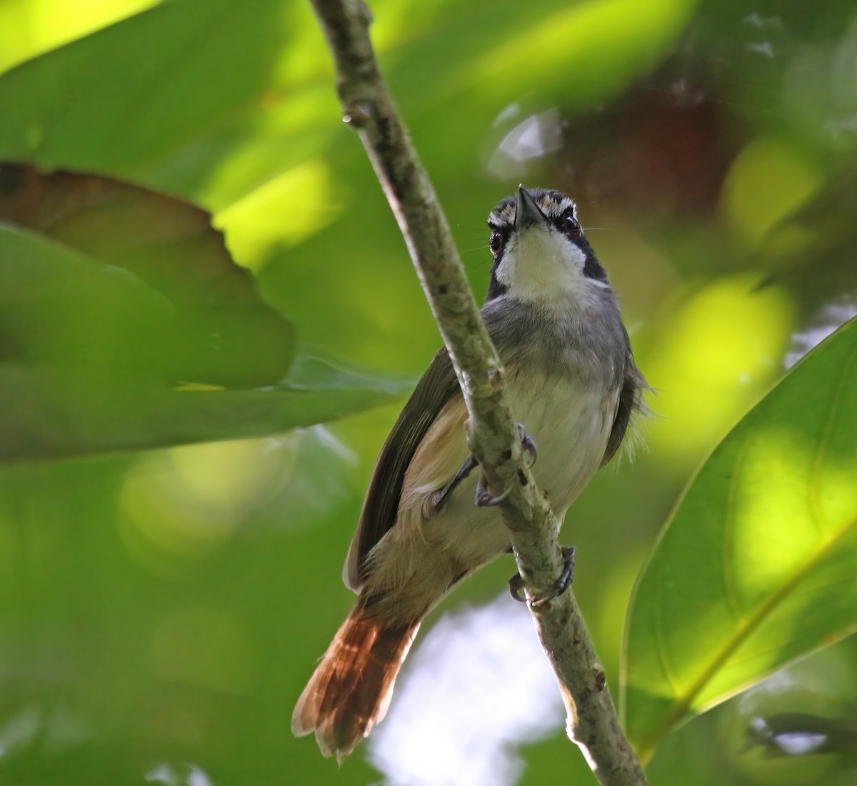 Gray-breasted Babbler - Dave Bakewell