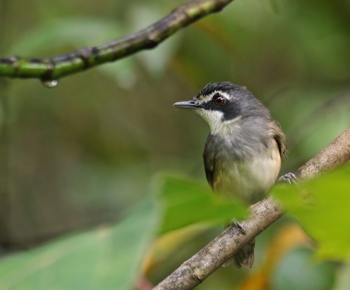 Gray-breasted Babbler - ML608292882