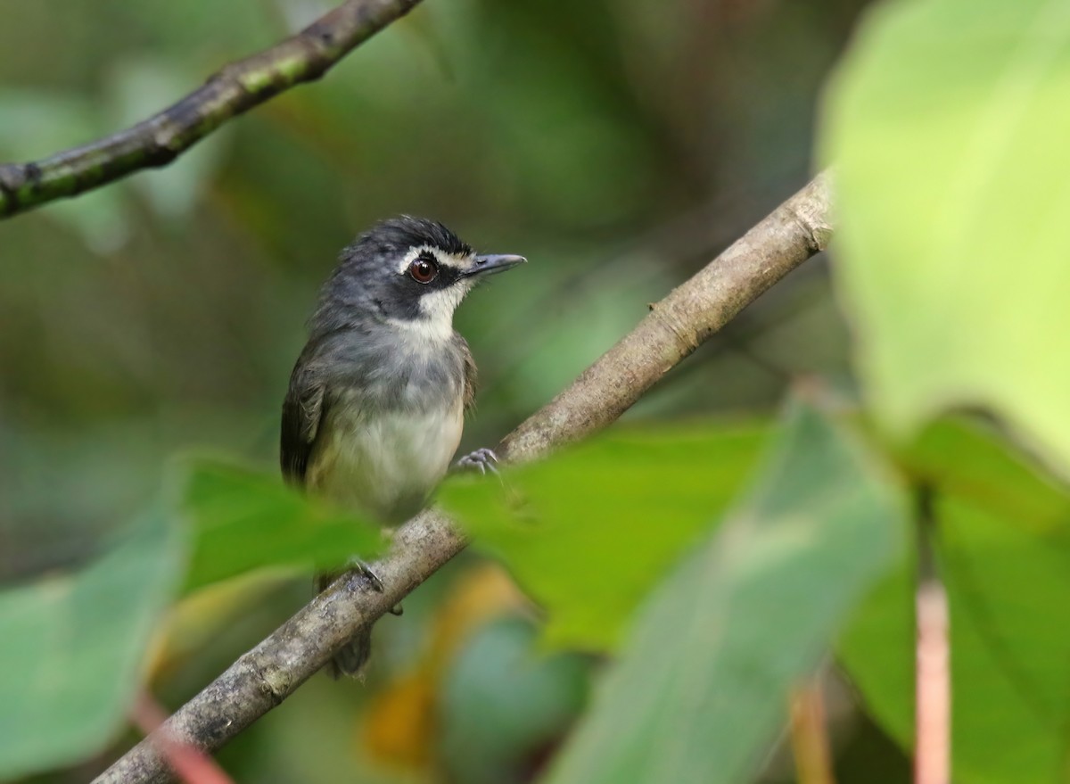 Gray-breasted Babbler - Dave Bakewell