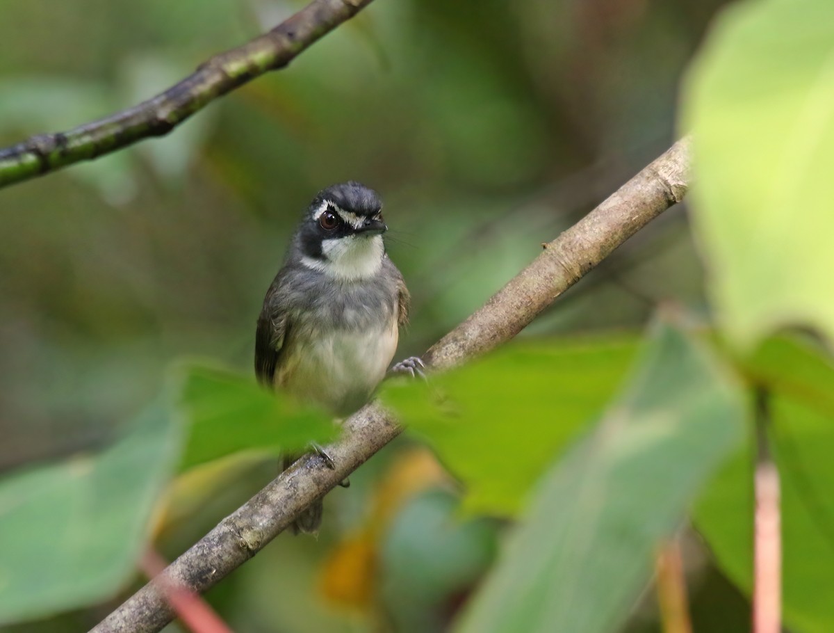 Gray-breasted Babbler - ML608292884