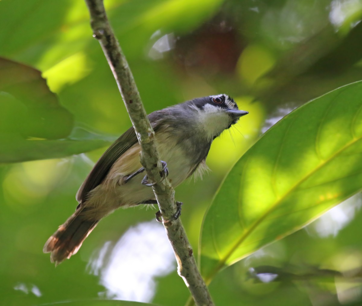 Gray-breasted Babbler - ML608292885