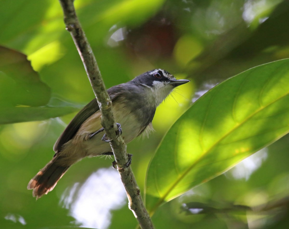 Gray-breasted Babbler - ML608292886