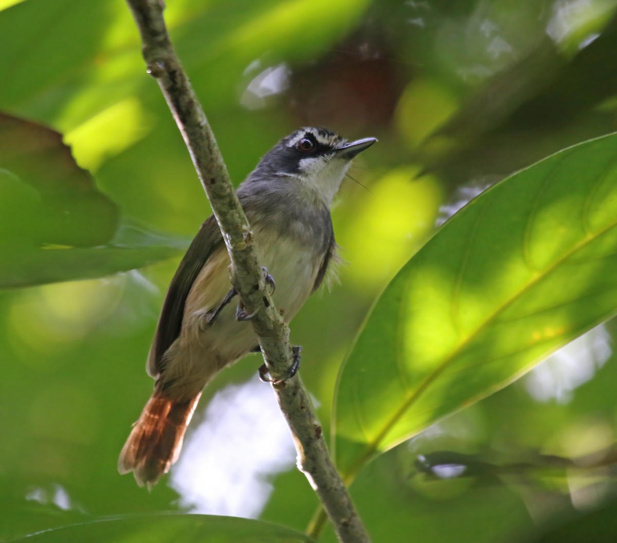 Gray-breasted Babbler - ML608292887