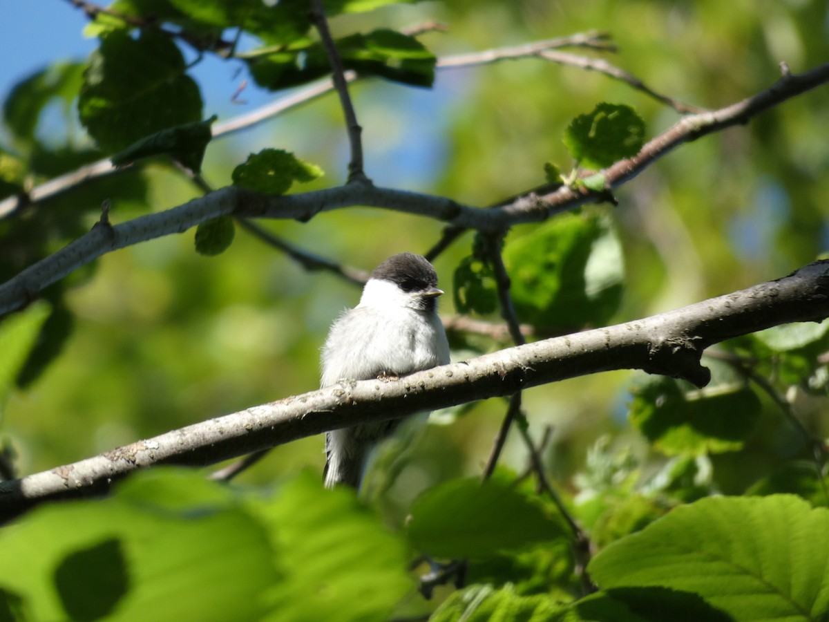 Willow Tit - ML608292921