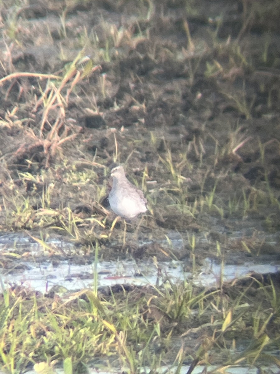 Stilt Sandpiper - Avery Fish