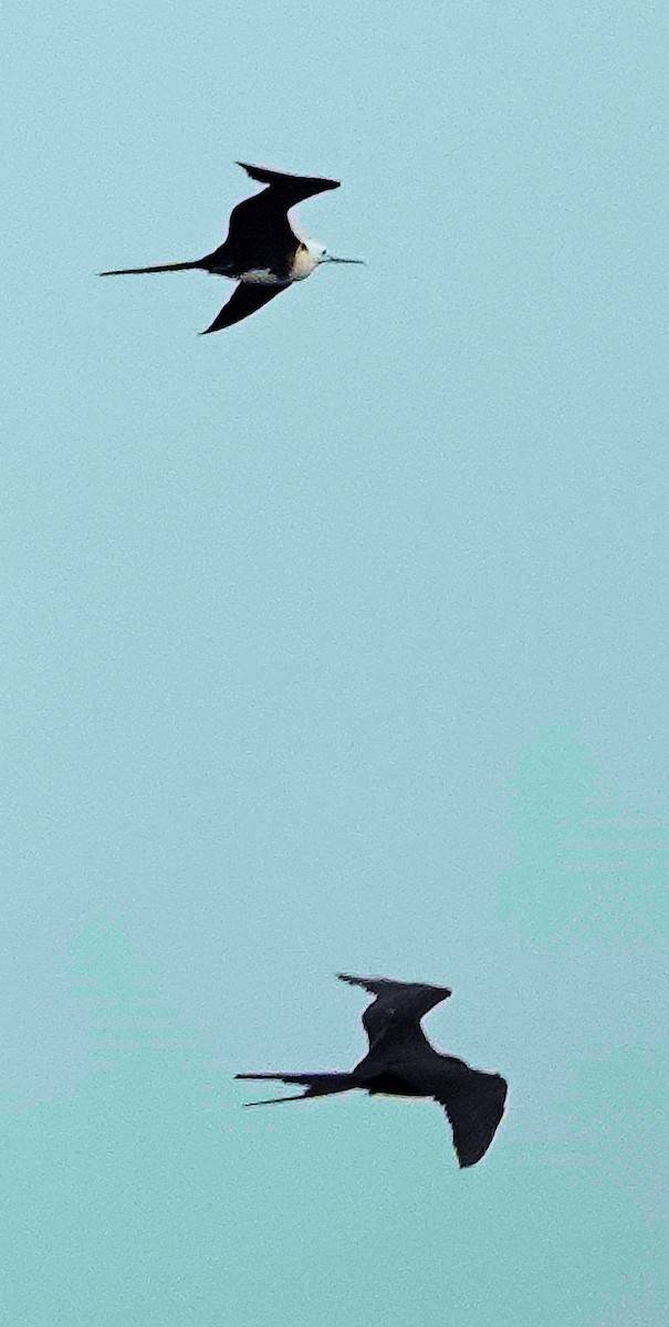 Magnificent Frigatebird - Doug Wassmer