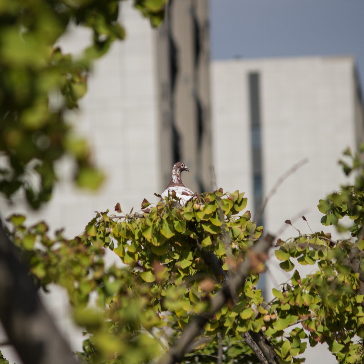 Rock Pigeon (Feral Pigeon) - ML608293094