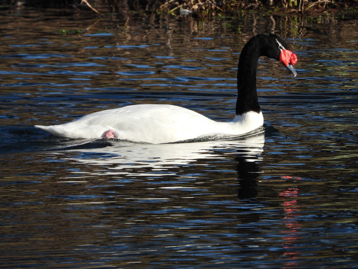 Black-necked Swan - ML608293187