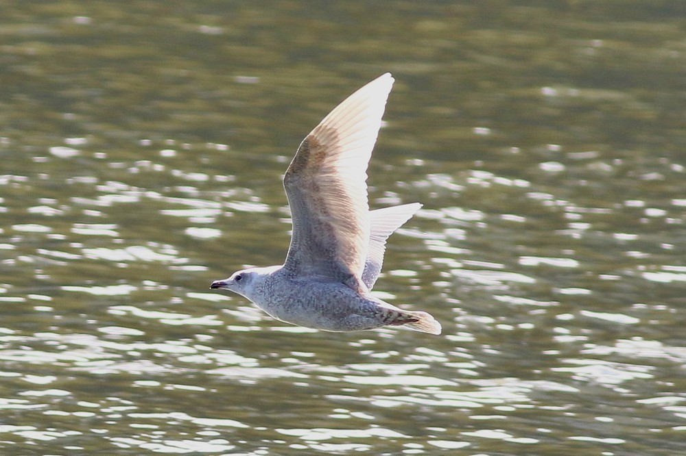 Gaviota Groenlandesa - ML608293221