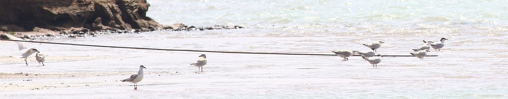 Gull-billed Tern - ML608293295