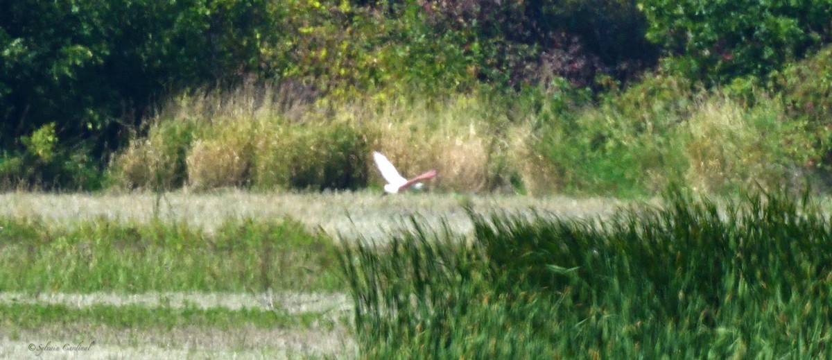 Roseate Spoonbill - Sylvain Cardinal