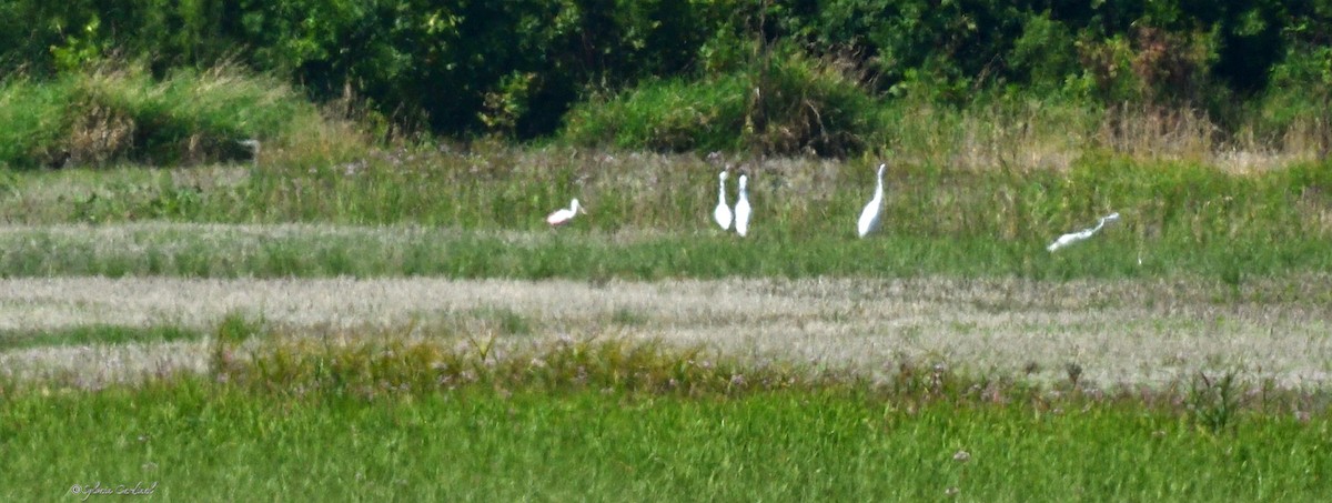 Roseate Spoonbill - Sylvain Cardinal