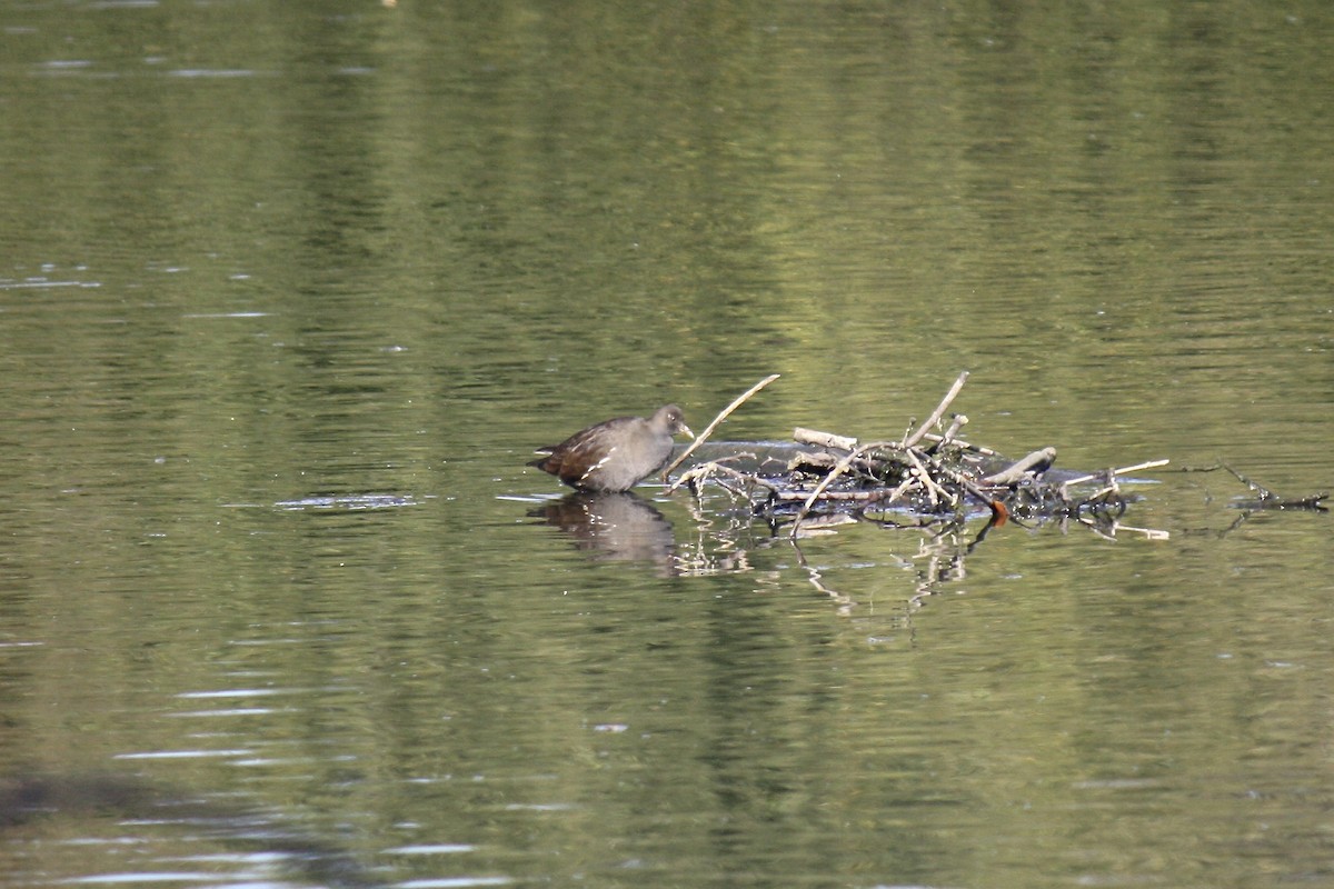 Eurasian Moorhen - ML608293404