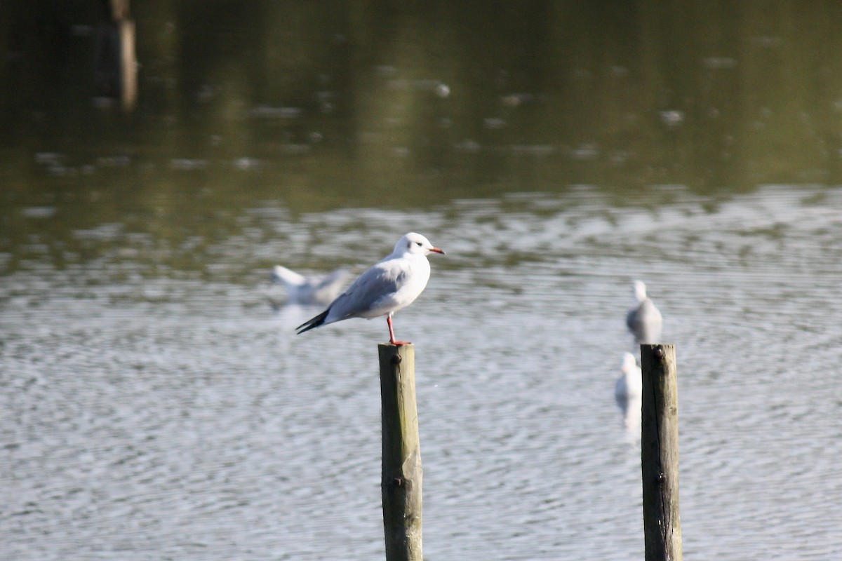 Black-headed Gull - ML608293409