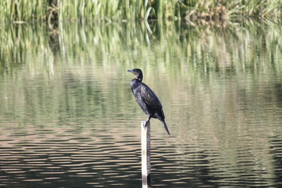 Great Cormorant - ML608293411
