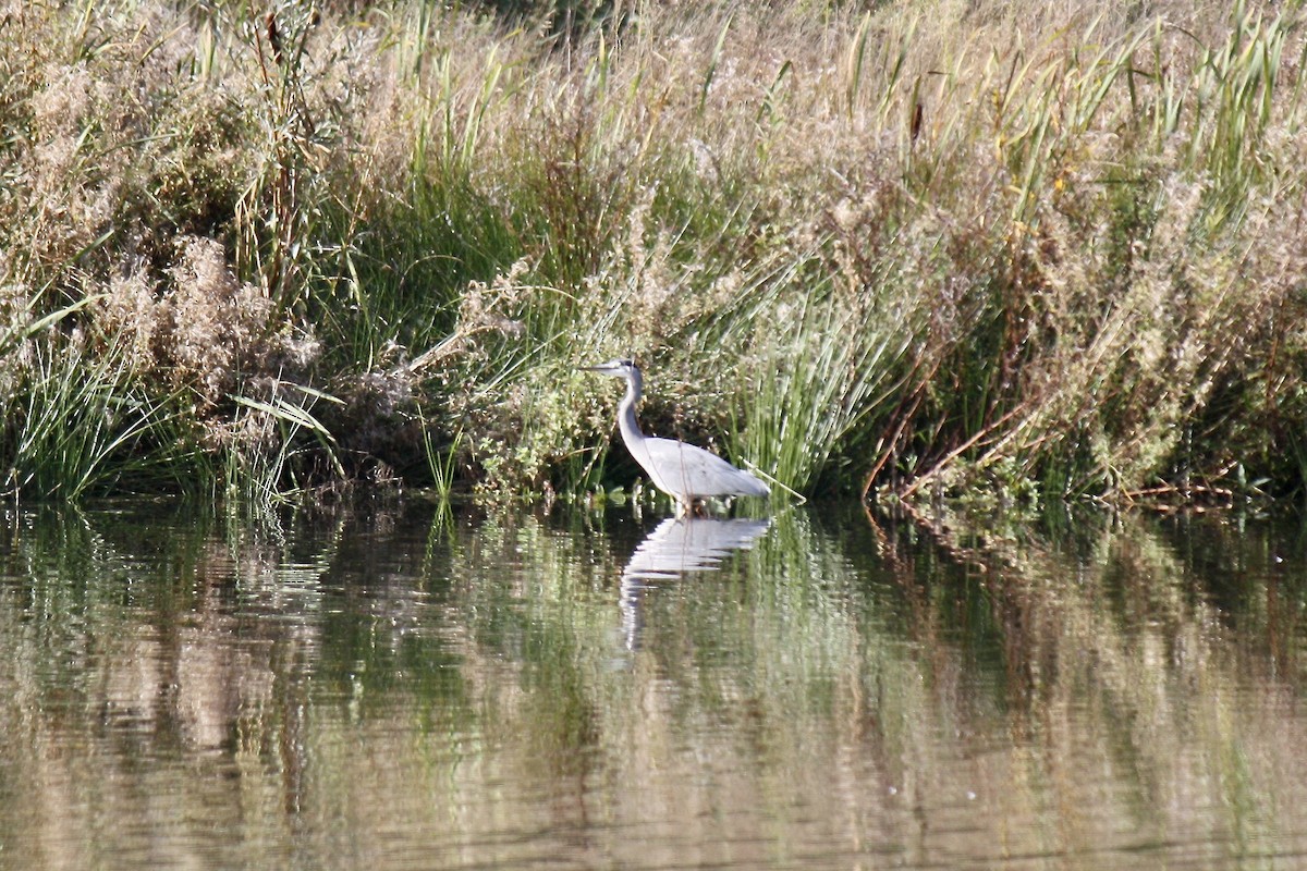 Gray Heron - ML608293412