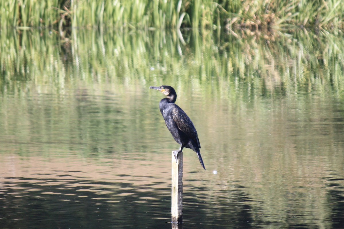 Great Cormorant - ML608293413