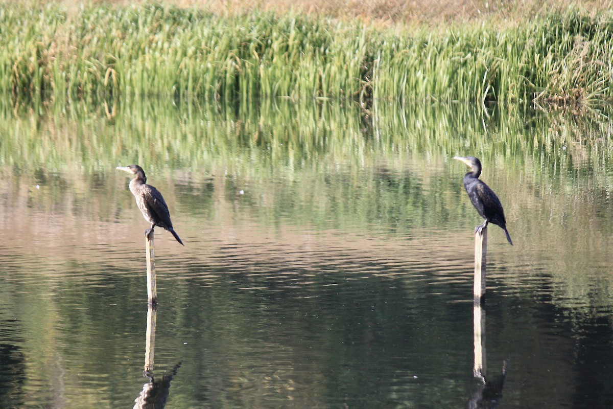 Great Cormorant - ML608293415