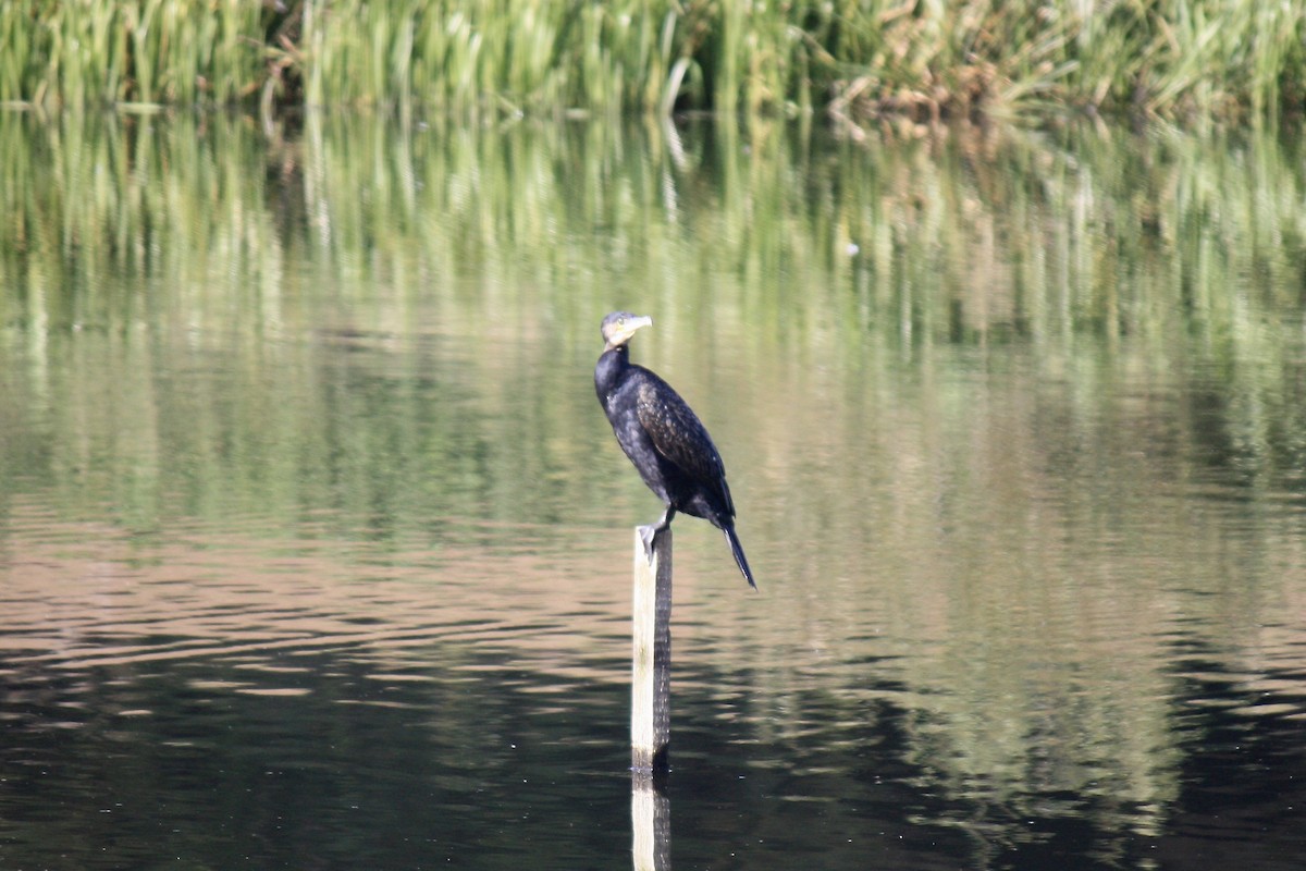 Great Cormorant - ML608293416