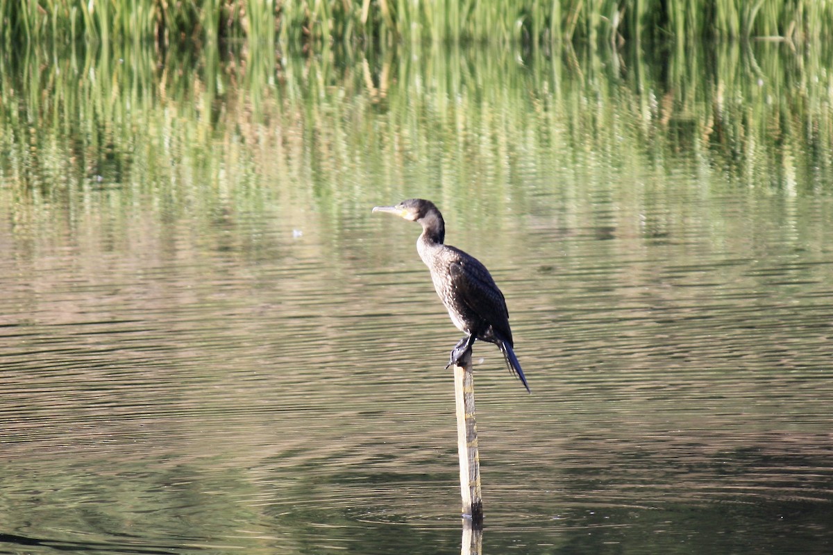 Great Cormorant - ML608293419