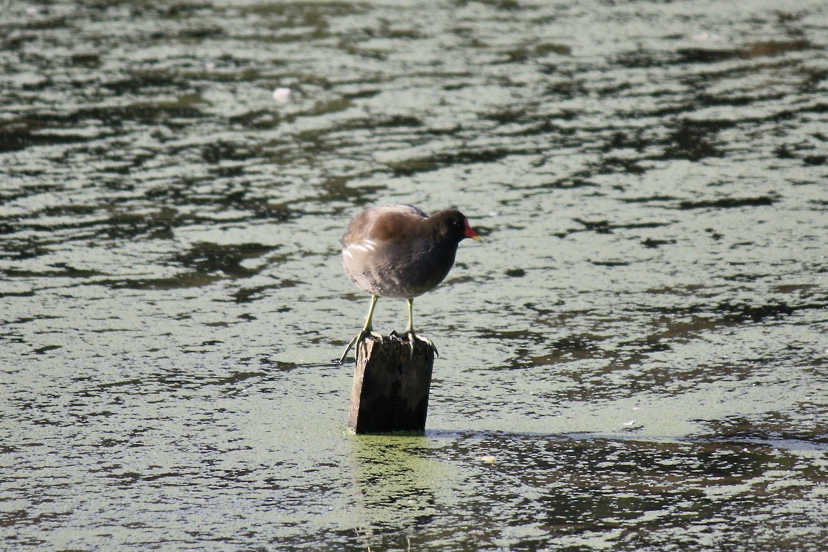 Eurasian Moorhen - ML608293420