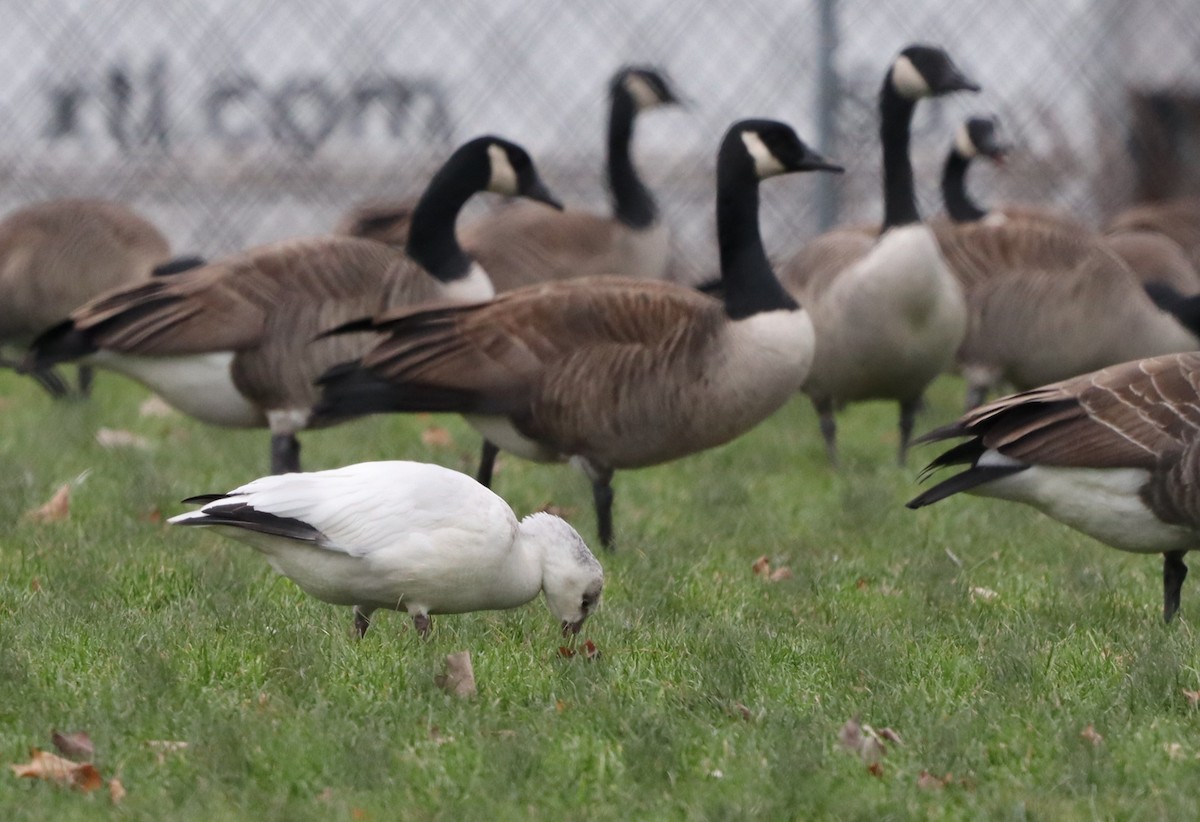 Ross's Goose - ML608293514