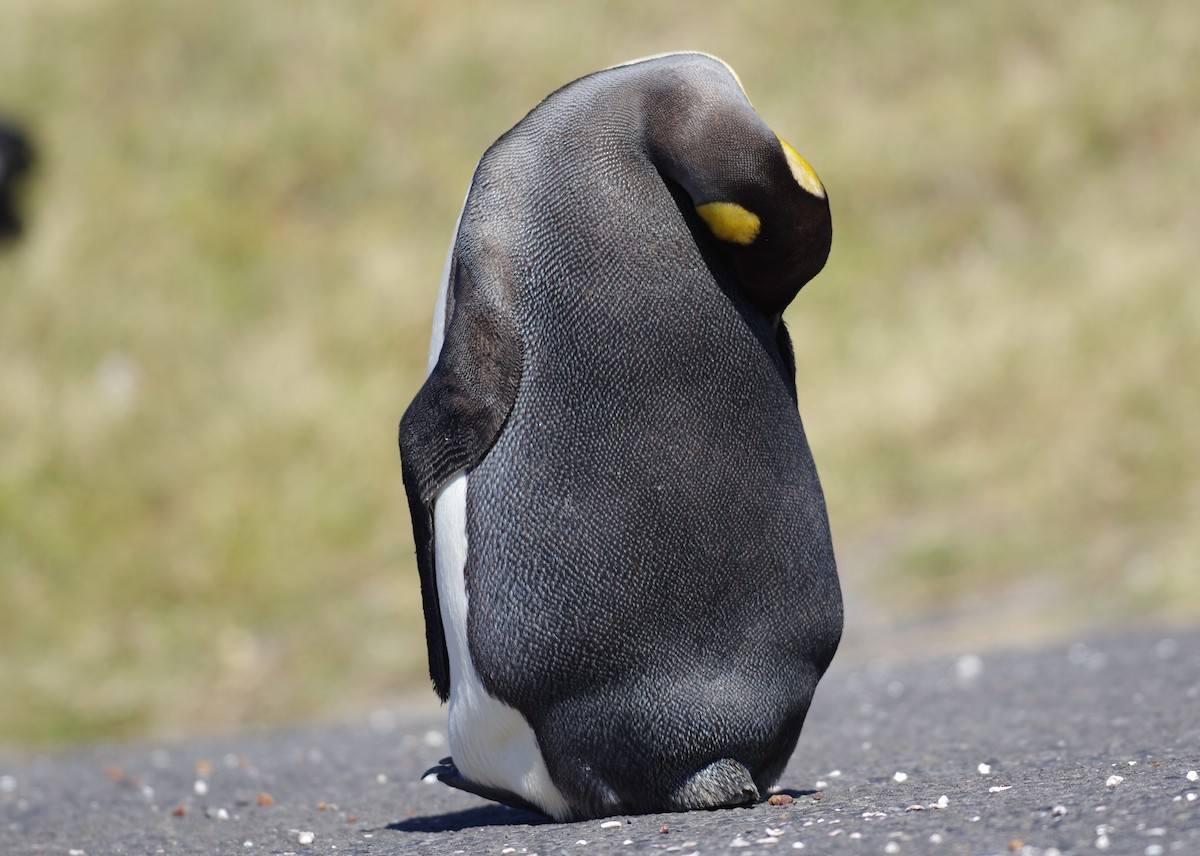 Королевский пингвин - ML608293550