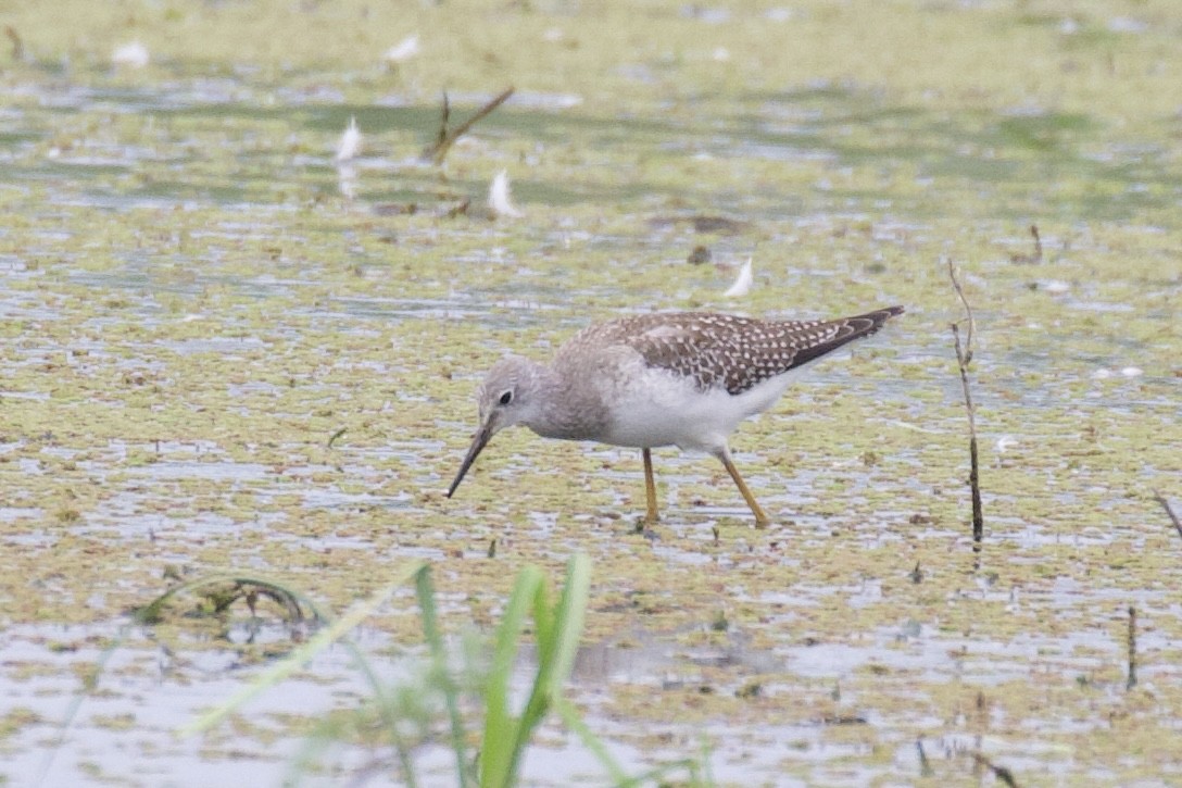 Lesser Yellowlegs - ML608293672
