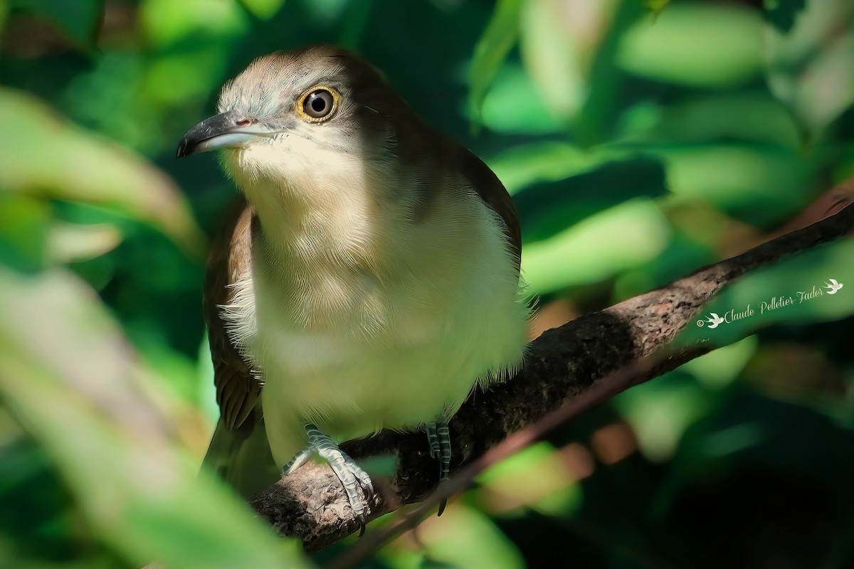 Yellow-billed/Black-billed Cuckoo - ML608293744