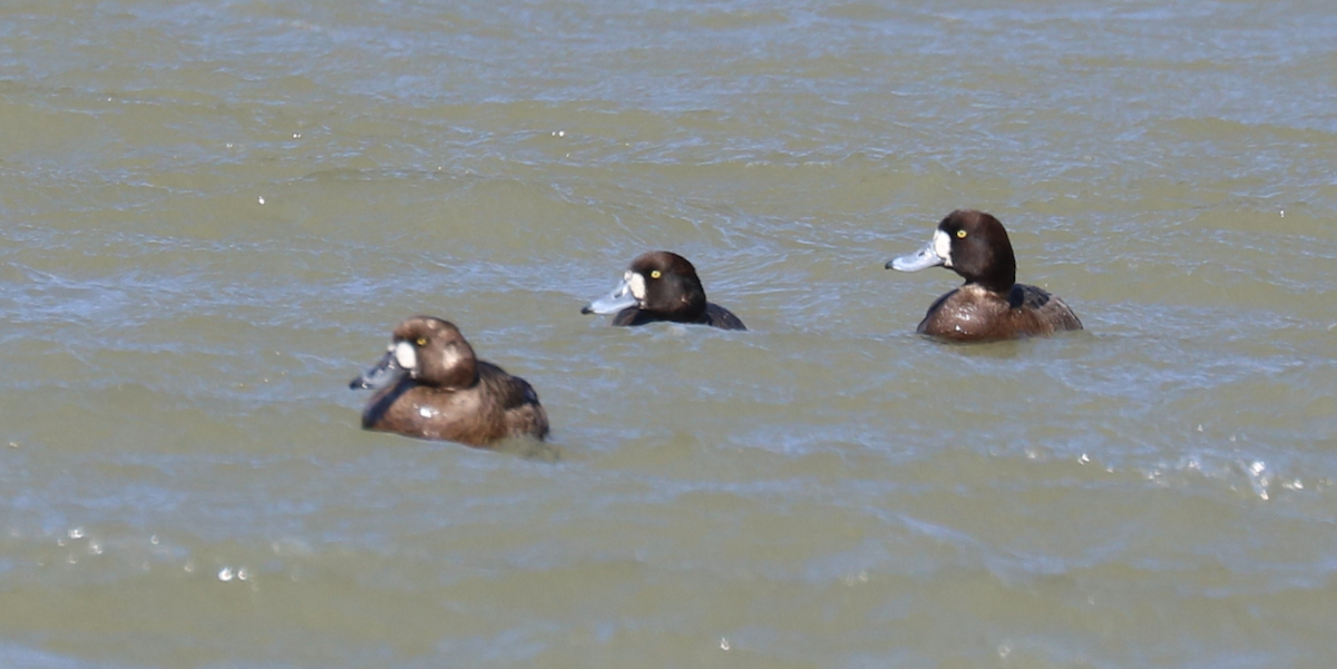 Greater Scaup - ML608293758