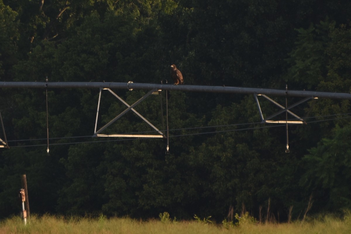 Bald Eagle - ML608293918