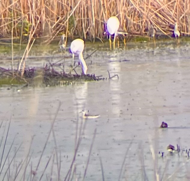 Phalarope à bec étroit - ML608293922