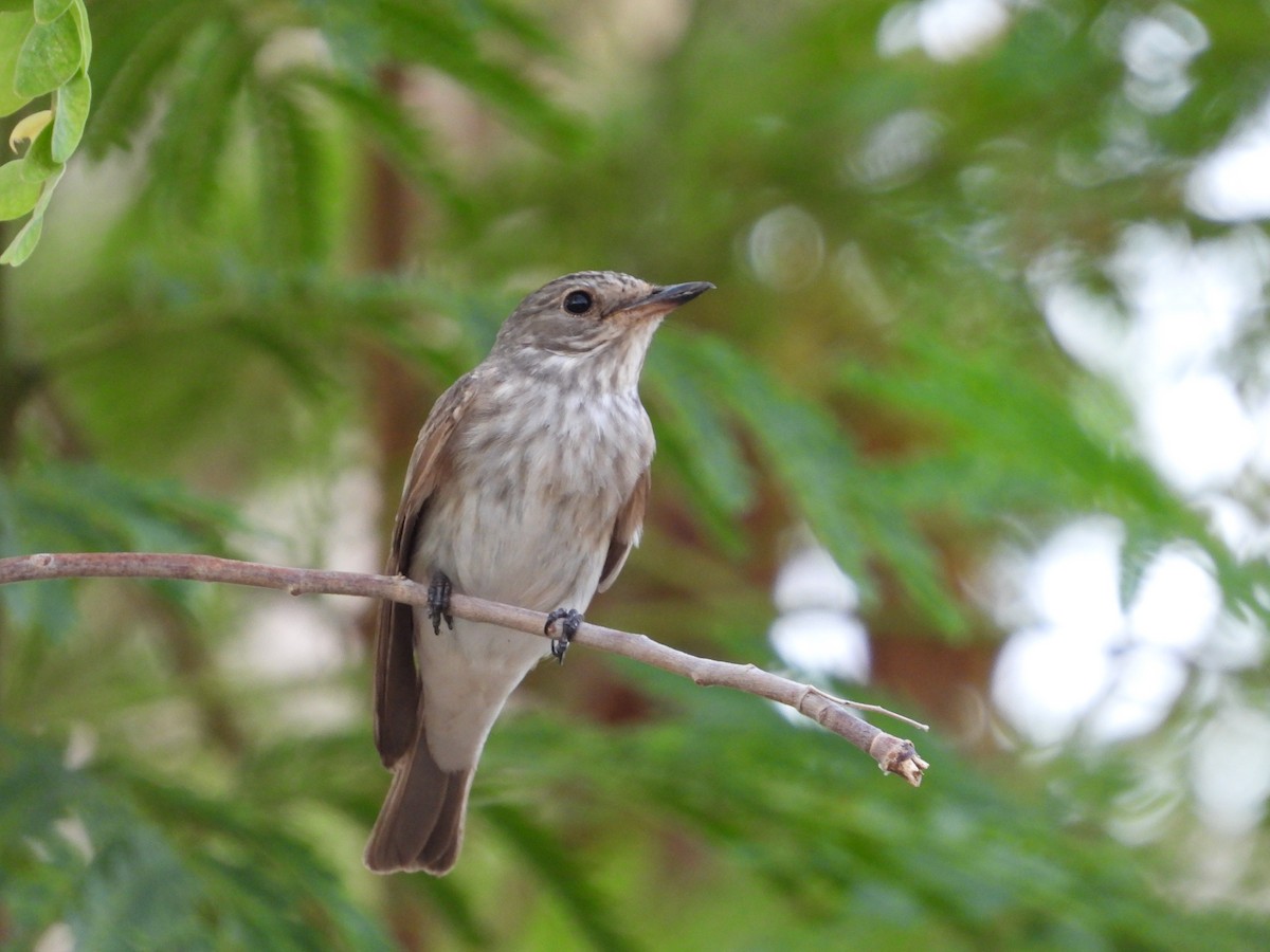 Spotted Flycatcher - ML608294133