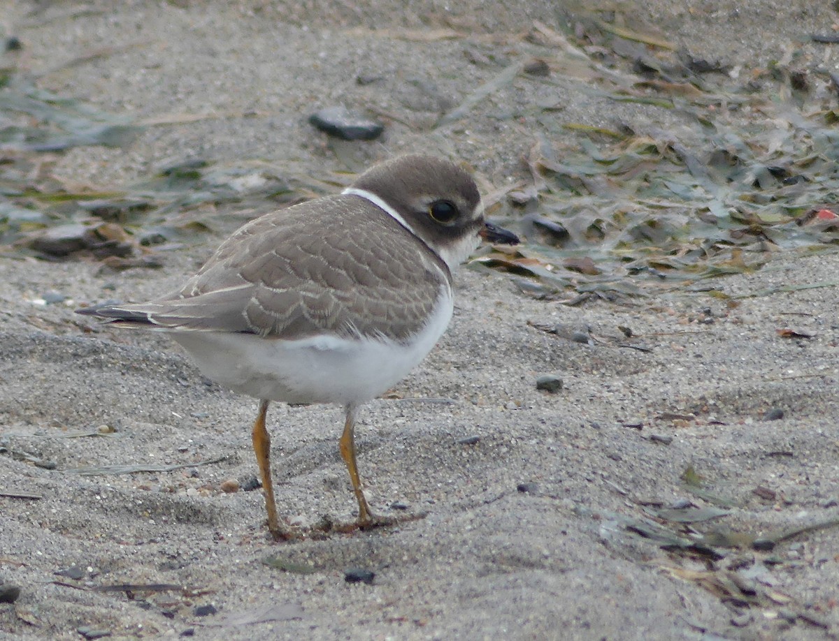 Semipalmated Plover - ML608294190