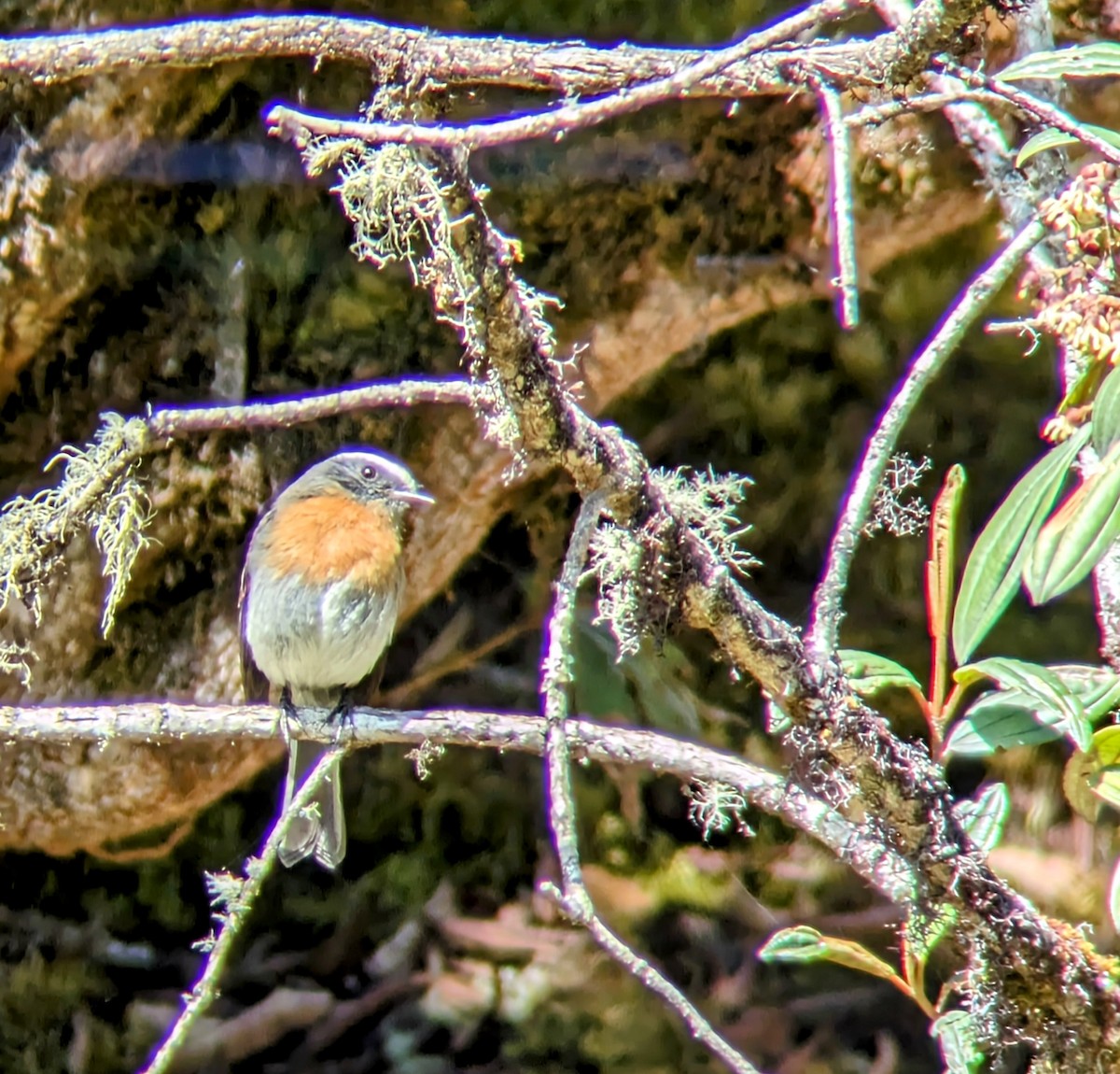 Rufous-breasted Chat-Tyrant - ML608294253