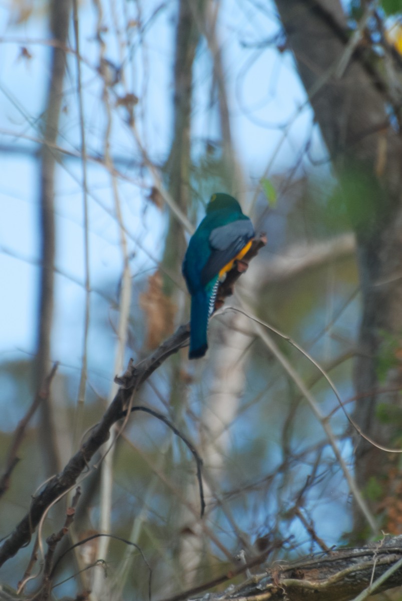 Gartered Trogon - ML608294275