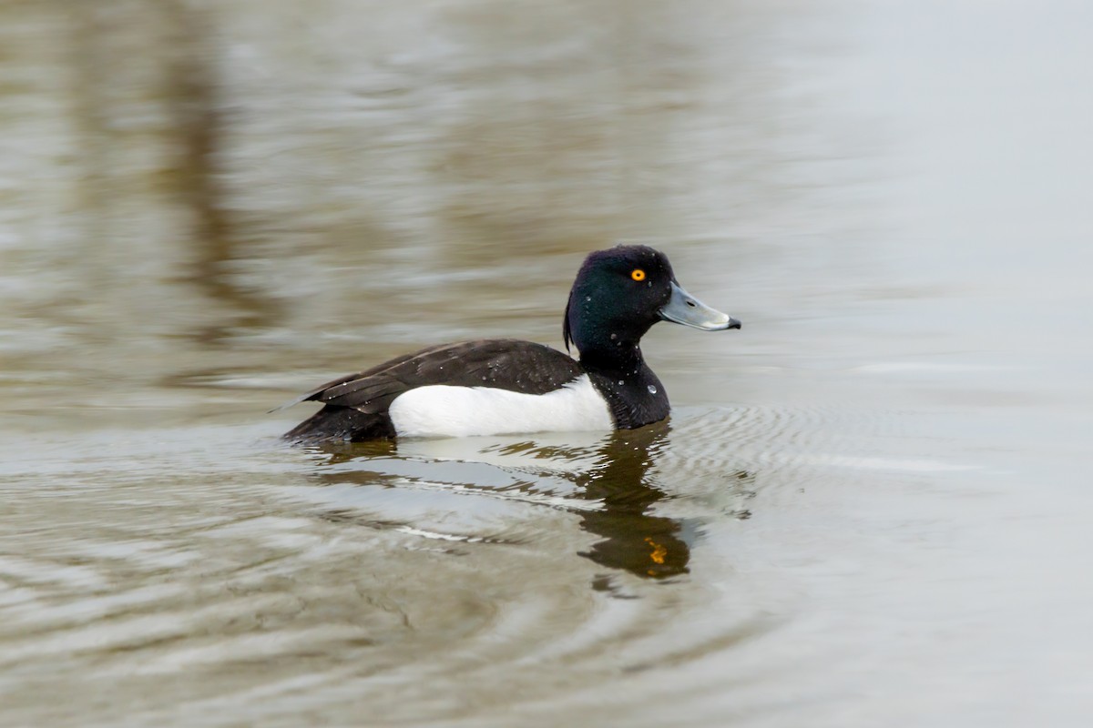 Tufted Duck - Evelyn Henriquez