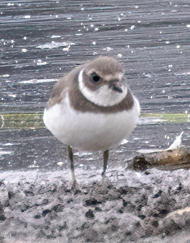 Semipalmated Plover - ML608294531