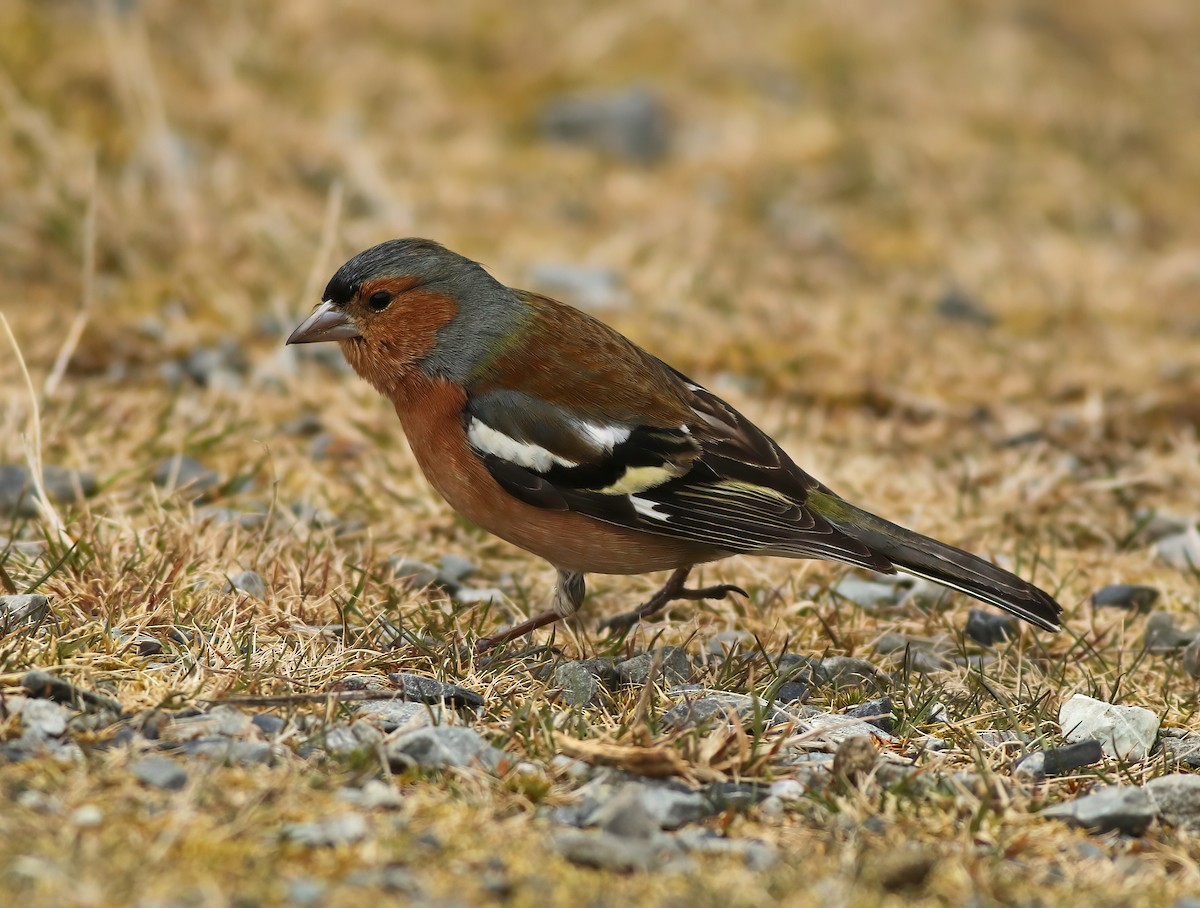 Common Chaffinch - ML608294703