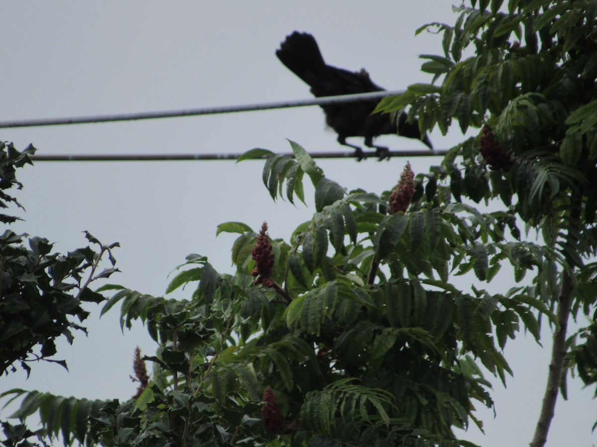 American Crow - ML608294730