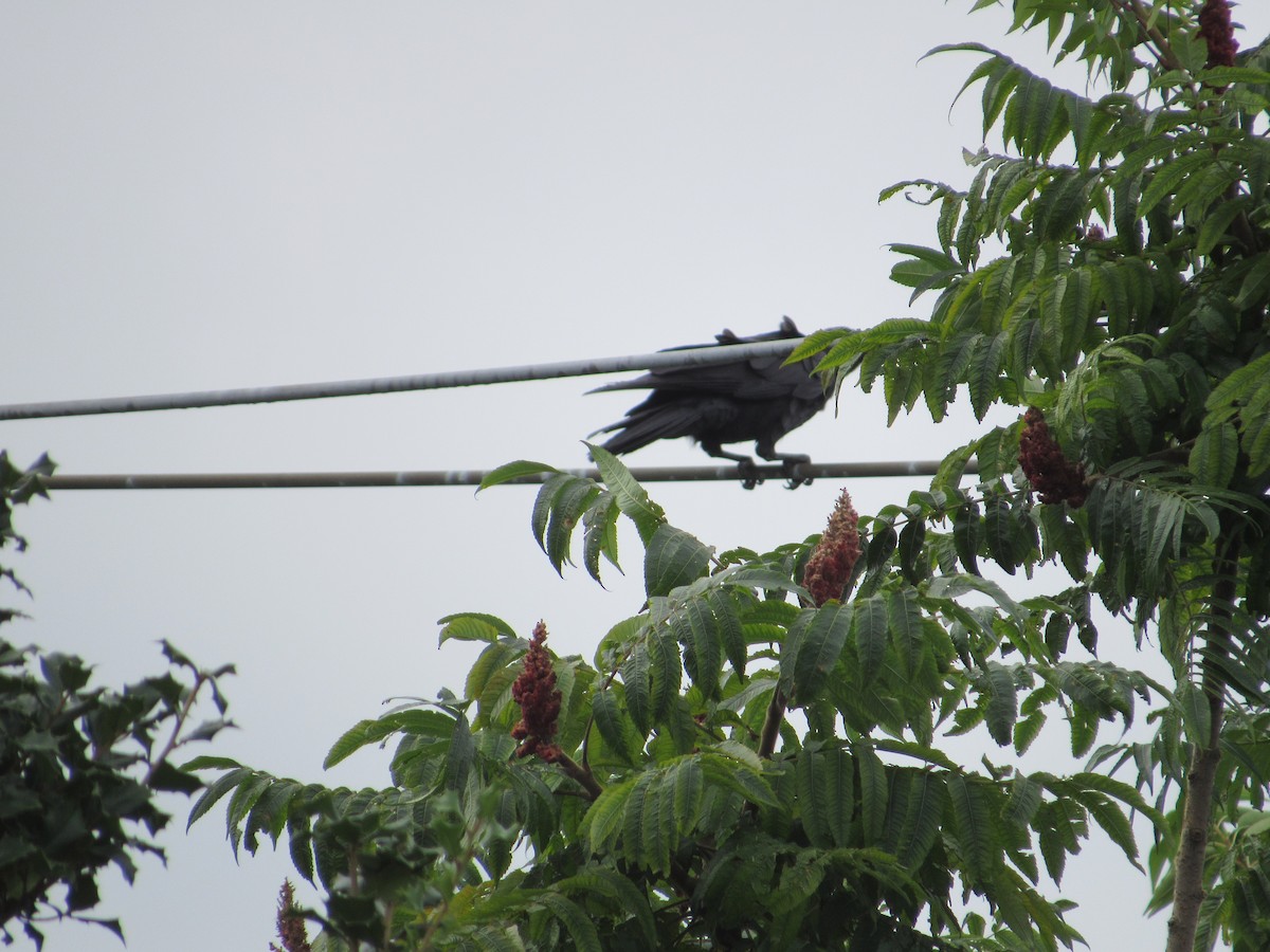 American Crow - ML608294731