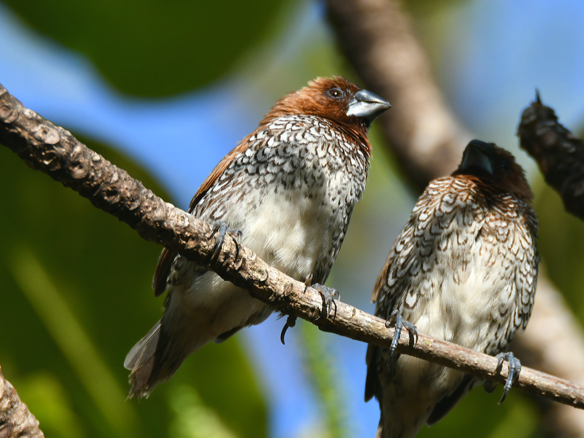 Scaly-breasted Munia - Claudio Danesi