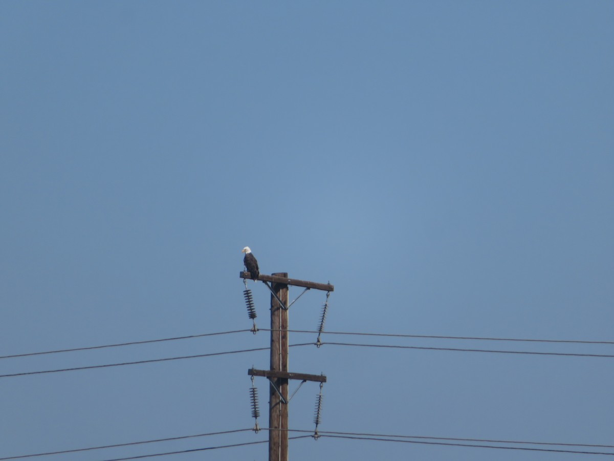 Bald Eagle - ML608294737