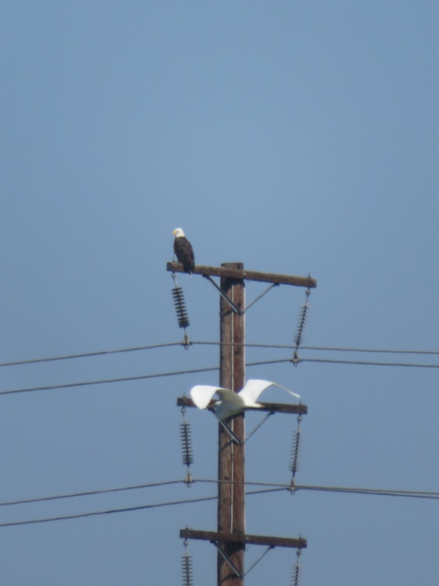 Bald Eagle - ML608294739