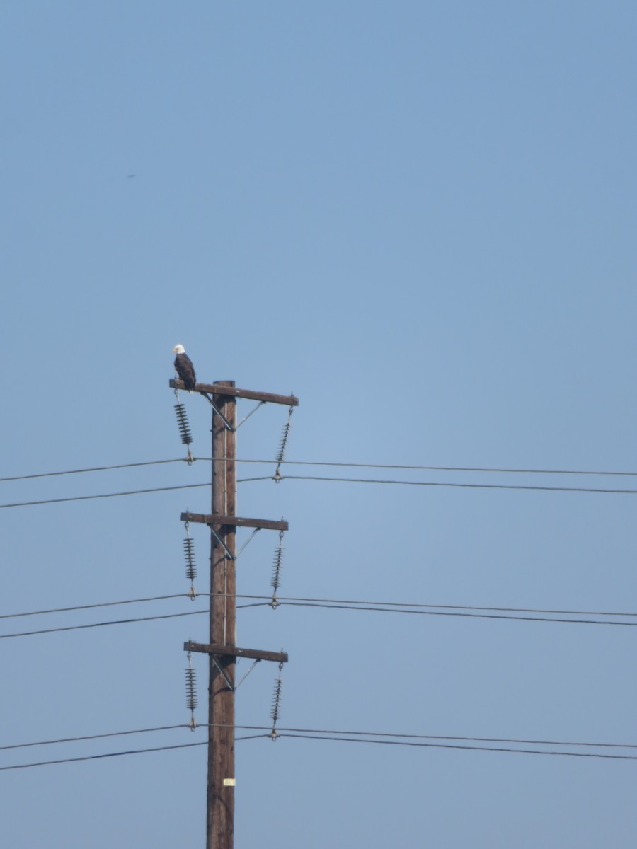 Weißkopf-Seeadler - ML608294740